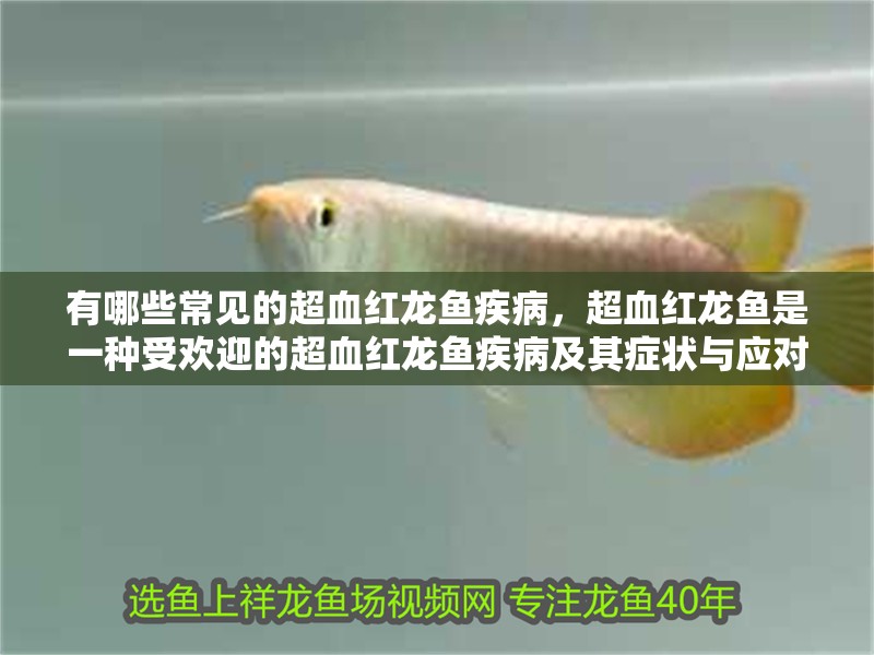 有哪些常見的超血紅龍魚疾病，超血紅龍魚是一種受歡迎的超血紅龍魚疾病及其癥狀與應對方法