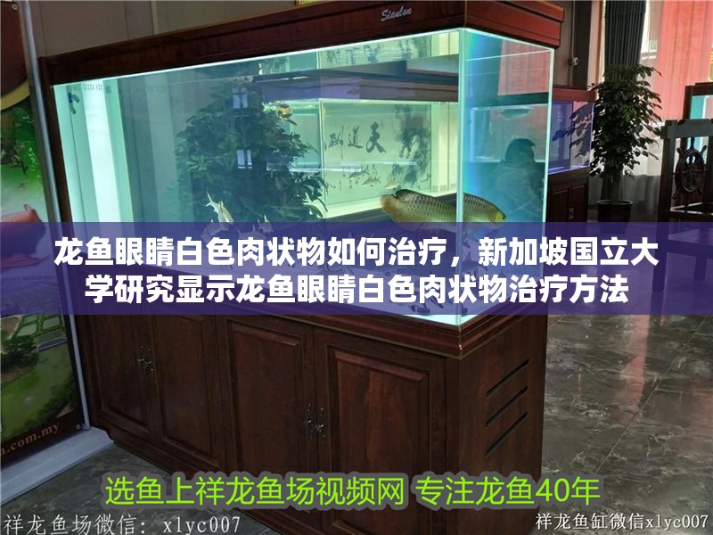 龍魚眼睛白色肉狀物如何治療，新加坡國立大學研究顯示龍魚眼睛白色肉狀物治療方法