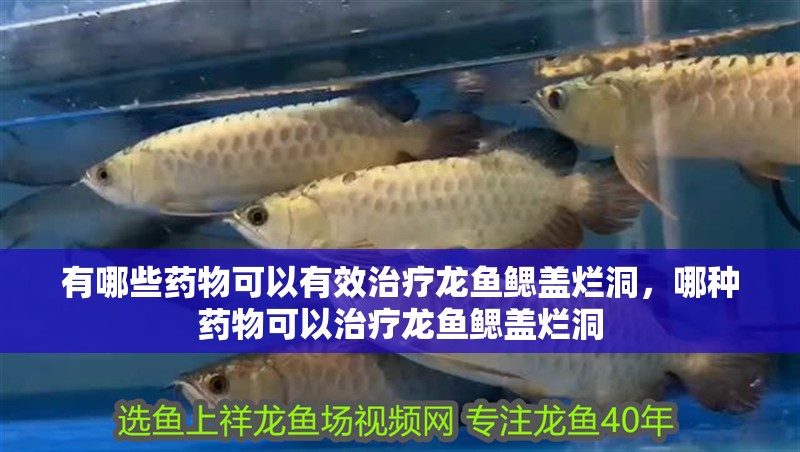 有哪些藥物可以有效治療龍魚鰓蓋爛洞，哪種藥物可以治療龍魚鰓蓋爛洞 有哪些藥物可以有效治療龍魚鰓蓋爛洞，哪種藥物可以治療龍魚鰓蓋爛洞 龍魚百科