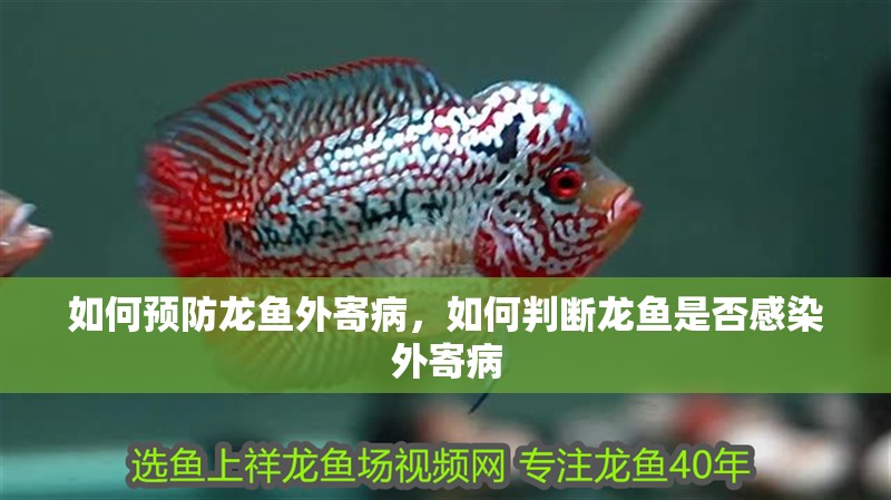 魚缸過濾器選購指南:自制魚缸過濾器魚缸上置過濾器對于養魚愛好者的必備知識 如何預防龍魚外寄病,如何判斷龍魚是否感染外寄病 龍魚百科 如何預防龍魚外寄病,如何判斷龍魚是否感染外寄病 如何預防龍魚外寄病,如何判斷龍魚是否感染外寄病 龍魚百科