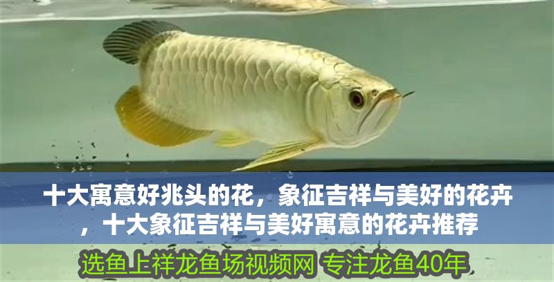 十大寓意好兆頭的花,象征吉祥與美好的花卉,十大象征吉祥與美好寓意的花卉推薦 龍魚百科 第1張 十大寓意好兆頭的花,象征吉祥與美好的花卉,十大象征吉祥與美好寓意的花卉推薦 十大寓意好兆頭的花,象征吉祥與美好的花卉,十大象征吉祥與美好寓意的花卉推薦 龍魚百科 第1張