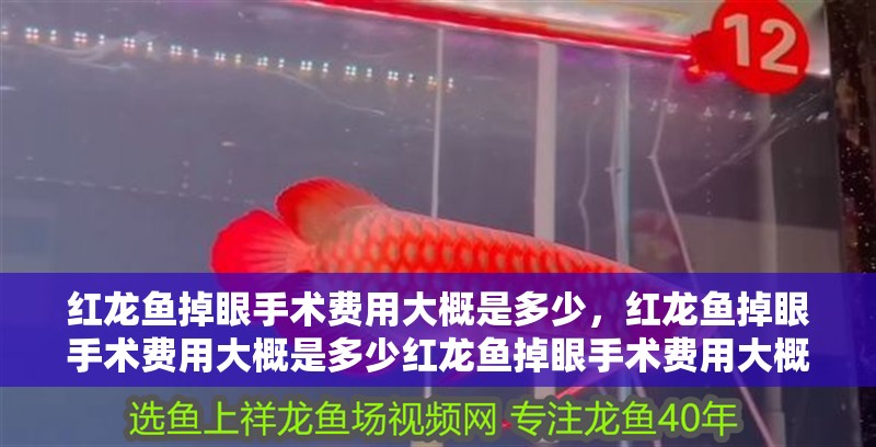 紅龍魚用黃燈烤有用嗎 紅龍魚掉眼手術費用大概是多少,紅龍魚掉眼手術費用大概是多少紅龍魚掉眼手術費用大概是多少 龍魚百科 紅龍魚掉眼手術費用大概是多少,紅龍魚掉眼手術費用大概是多少紅龍魚掉眼手術費用大概是多少 紅龍魚掉眼手術費用大概是多少,紅龍魚掉眼手術費用大概是多少紅龍魚掉眼手術費用大概是多少 龍魚百科