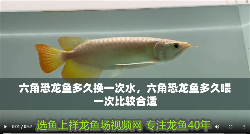六角恐龍魚多久換一次水，六角恐龍魚多久喂一次比較合適