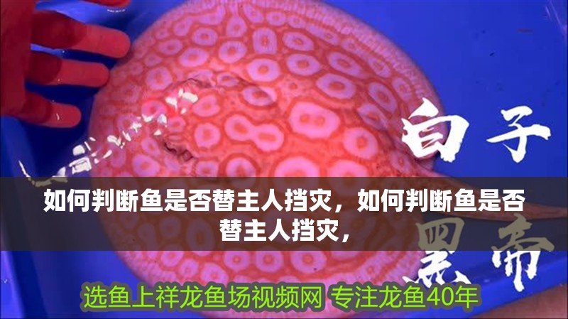 如何判斷魚是否替主人擋災，如何判斷魚是否替主人擋災，