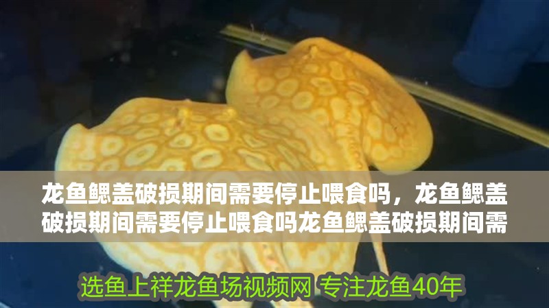 龍魚鰓蓋破損期間需要停止喂食嗎，龍魚鰓蓋破損期間需要停止喂食嗎龍魚鰓蓋破損期間需要停止喂食嗎