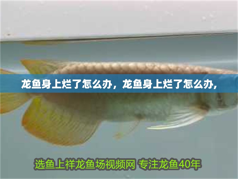龍魚身上爛了怎么辦，龍魚身上爛了怎么辦, 龍魚身上爛了怎么辦，龍魚身上爛了怎么辦, 龍魚百科