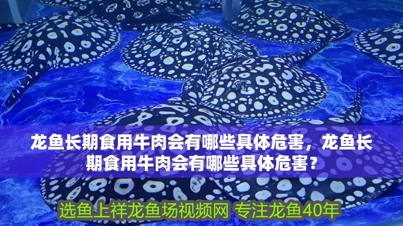 龍魚長期食用牛肉會有哪些具體危害，龍魚長期食用牛肉會有哪些具體危害？