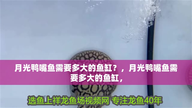 月光鴨嘴魚需要多大的魚缸？，月光鴨嘴魚需要多大的魚缸， 月光鴨嘴魚需要多大的魚缸？，月光鴨嘴魚需要多大的魚缸， 龍魚百科