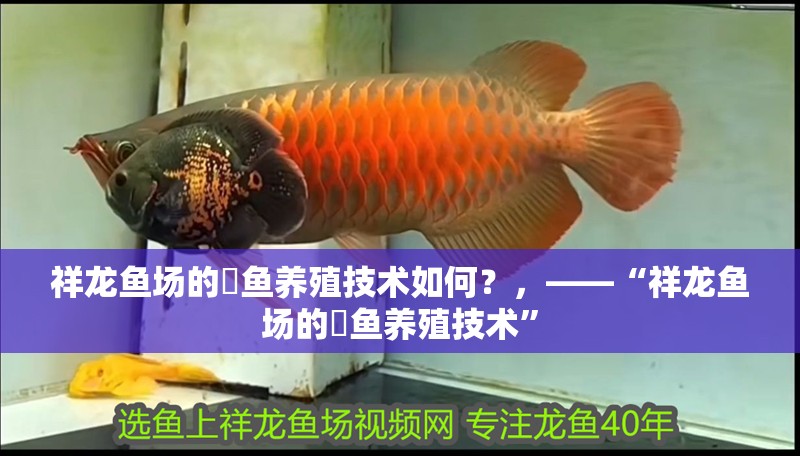 祥龍魚場的魟魚養(yǎng)殖技術(shù)如何？，——“祥龍魚場的魟魚養(yǎng)殖技術(shù)” 祥龍魚場的魟魚養(yǎng)殖技術(shù)如何？，——“祥龍魚場的魟魚養(yǎng)殖技術(shù)” 龍魚百科