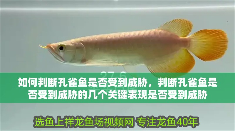 如何判斷孔雀魚是否受到威脅，判斷孔雀魚是否受到威脅的幾個關鍵表現是否受到威脅