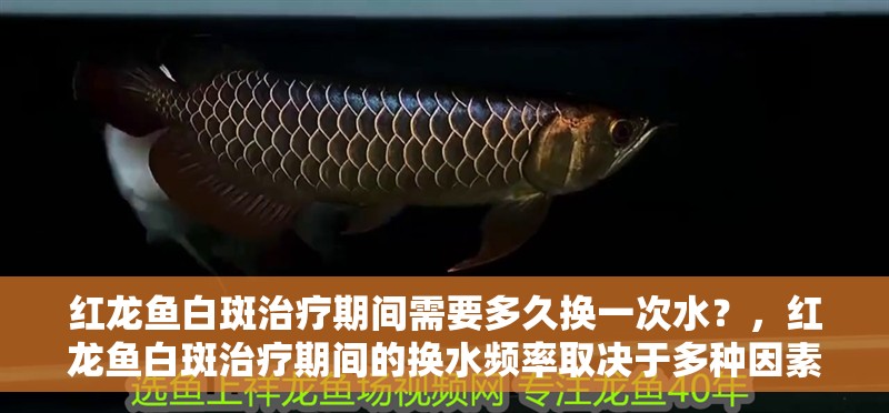 紅龍魚白斑治療期間需要多久換一次水？，紅龍魚白斑治療期間的換水頻率取決于多種因素