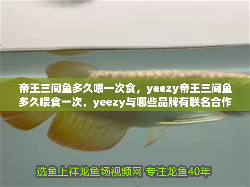 魚缸用增氧泵價(jià)格是多少:魚缸增氧機(jī)-xtrac增氧機(jī)-xtrac增氧機(jī) 帝王三間魚多久喂一次食,yeezy帝王三間魚多久喂食一次,yeezy與哪些品牌有聯(lián)名合作 龍魚百科 帝王三間魚多久喂一次食,yeezy帝王三間魚多久喂食一次,yeezy與哪些品牌有聯(lián)名合作 帝王三間魚多久喂一次食,yeezy帝王三間魚多久喂食一次,yeezy與哪些品牌有聯(lián)名合作 龍魚百科