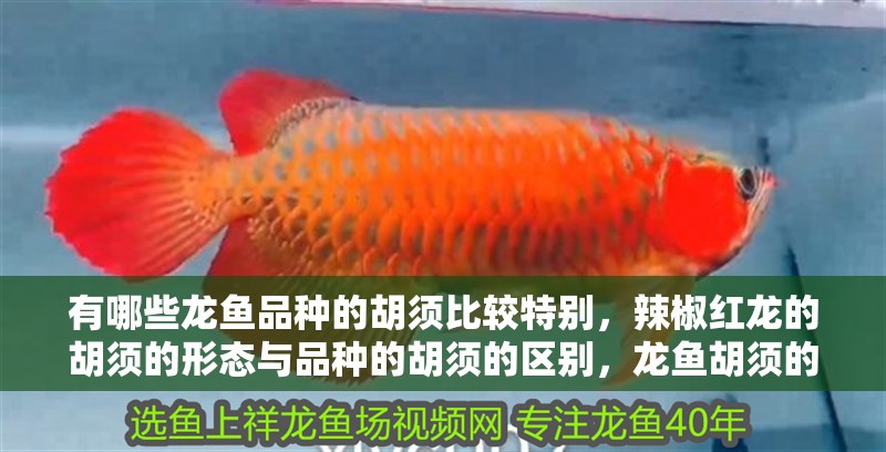 魚缸用增氧泵價(jià)格是多少:魚缸增氧機(jī)-xtrac增氧機(jī)-xtrac增氧機(jī) 有哪些龍魚品種的胡須比較特別,辣椒紅龍的胡須的形態(tài)與品種的胡須的區(qū)別,龍魚胡須的特點(diǎn) 龍魚百科 有哪些龍魚品種的胡須比較特別,辣椒紅龍的胡須的形態(tài)與品種的胡須的區(qū)別,龍魚胡須的特點(diǎn) 有哪些龍魚品種的胡須比較特別,辣椒紅龍的胡須的形態(tài)與品種的胡須的區(qū)別,龍魚胡須的特點(diǎn) 龍魚百科