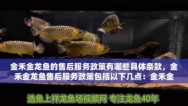 我的虎魚真菌感染了要怎么處理 金禾金龍魚的售后服務政策有哪些具體條款,金禾金龍魚售后服務政策包括以下幾點:金禾金龍魚的售后服務政策 龍魚百科 金禾金龍魚的售后服務政策有哪些具體條款,金禾金龍魚售后服務政策包括以下幾點:金禾金龍魚的售后服務政策 金禾金龍魚的售后服務政策有哪些具體條款,金禾金龍魚售后服務政策包括以下幾點:金禾金龍魚的售后服務政策 龍魚百科