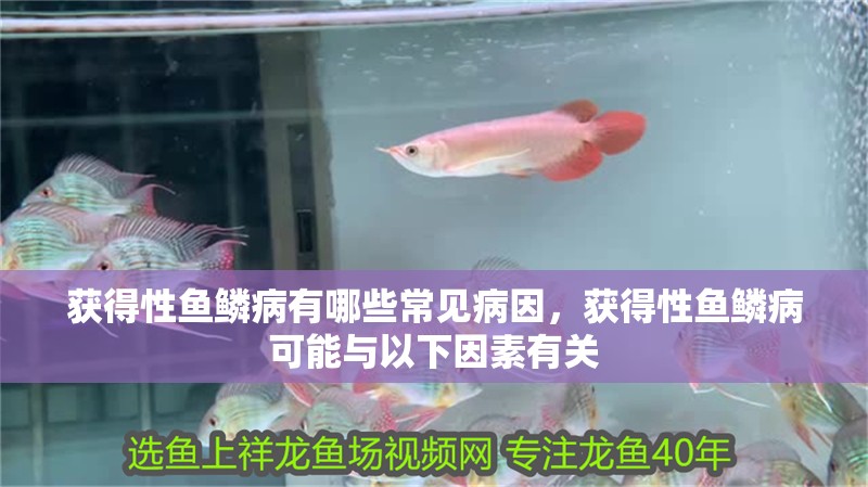 獲得性魚鱗病有哪些常見病因，獲得性魚鱗病可能與以下因素有關(guān) 獲得性魚鱗病有哪些常見病因，獲得性魚鱗病可能與以下因素有關(guān) 龍魚百科