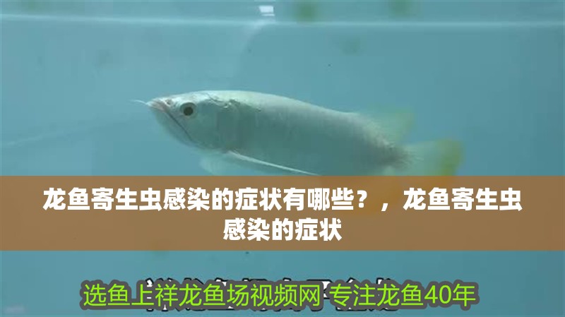龍魚寄生蟲感染的癥狀有哪些？，龍魚寄生蟲感染的癥狀 龍魚寄生蟲感染的癥狀有哪些？，龍魚寄生蟲感染的癥狀 龍魚百科