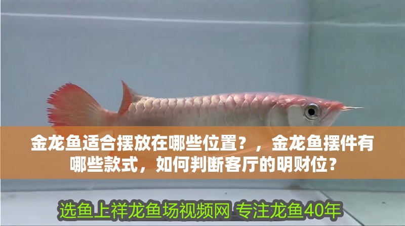 金龍魚適合擺放在哪些位置？，金龍魚擺件有哪些款式，如何判斷客廳的明財(cái)位？ 金龍魚適合擺放在哪些位置？，金龍魚擺件有哪些款式，如何判斷客廳的明財(cái)位？ 龍魚百科