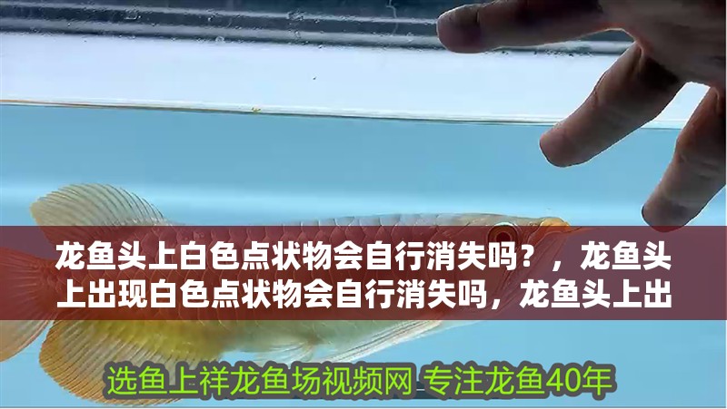 龍魚頭上白色點狀物會自行消失嗎？，龍魚頭上出現白色點狀物會自行消失嗎，龍魚頭上出現白點會自行消失嗎 龍魚頭上白色點狀物會自行消失嗎？，龍魚頭上出現白色點狀物會自行消失嗎，龍魚頭上出現白點會自行消失嗎 龍魚百科