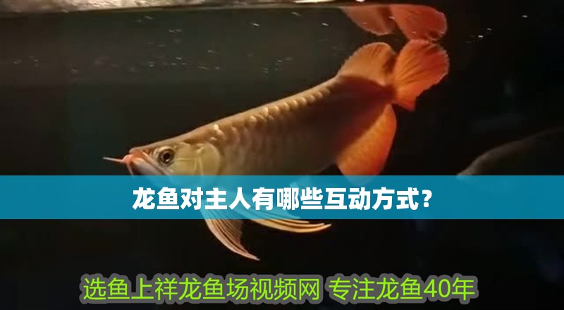龍魚對主人有哪些互動方式？ 龍魚對主人有哪些互動方式？ 龍魚百科