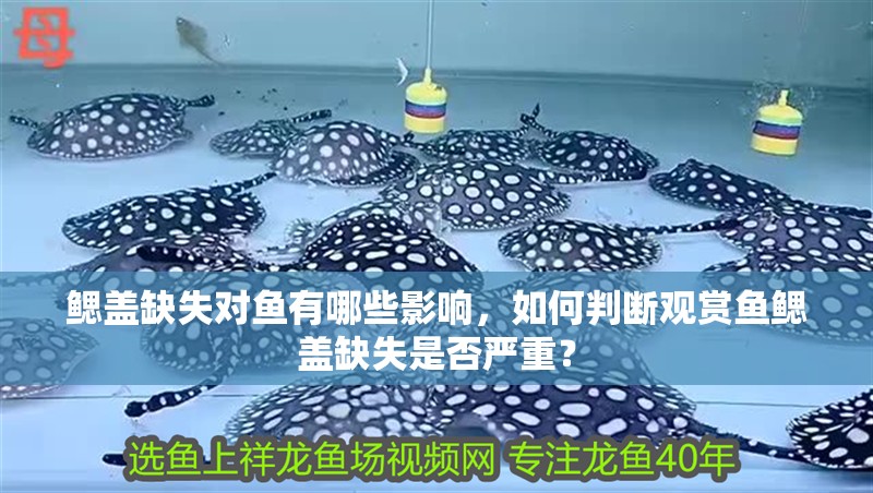 給大魚缸換水的作文:體驗給大魚缸換水的樂趣:體驗給大魚缸換水:給大魚缸換水的作文 鰓蓋缺失對魚有哪些影響,如何判斷觀賞魚鰓蓋缺失是否嚴重? 龍魚百科 鰓蓋缺失對魚有哪些影響,如何判斷觀賞魚鰓蓋缺失是否嚴重? 鰓蓋缺失對魚有哪些影響,如何判斷觀賞魚鰓蓋缺失是否嚴重? 龍魚百科