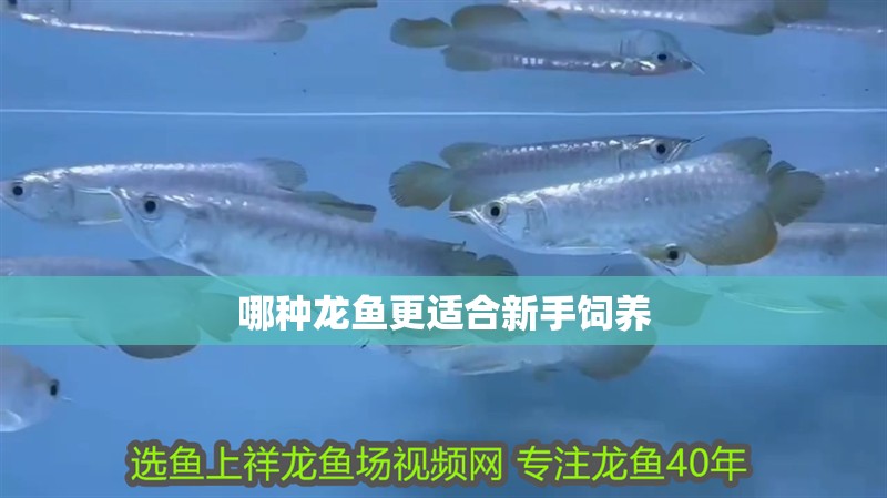 哪種龍魚更適合新手飼養 哪種龍魚更適合新手飼養 龍魚百科