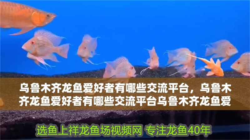 烏魯木齊龍魚愛好者有哪些交流平臺，烏魯木齊龍魚愛好者有哪些交流平臺烏魯木齊龍魚愛好者有哪些 烏魯木齊龍魚愛好者有哪些交流平臺，烏魯木齊龍魚愛好者有哪些交流平臺烏魯木齊龍魚愛好者有哪些 龍魚百科