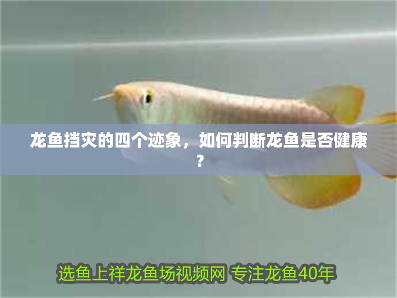龍魚擋災(zāi)的四個(gè)跡象，如何判斷龍魚是否健康？