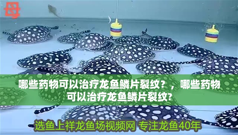 哪些藥物可以治療龍魚鱗片裂紋？，哪些藥物可以治療龍魚鱗片裂紋? 哪些藥物可以治療龍魚鱗片裂紋？，哪些藥物可以治療龍魚鱗片裂紋? 龍魚百科