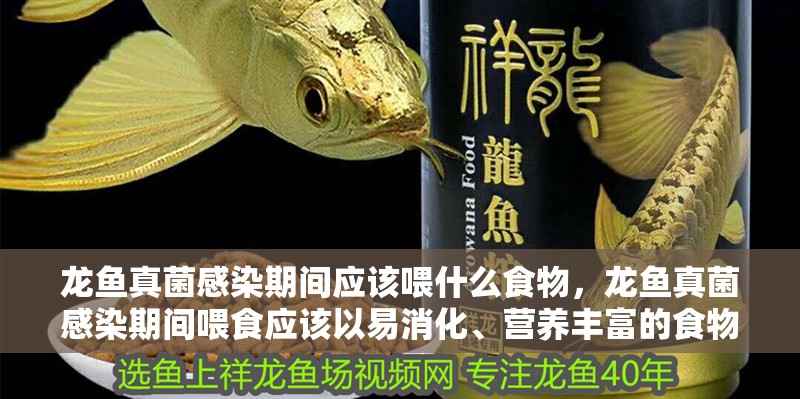 龍魚真菌感染期間應該喂什么食物，龍魚真菌感染期間喂食應該以易消化、營養豐富的食物為主 龍魚真菌感染期間應該喂什么食物，龍魚真菌感染期間喂食應該以易消化、營養豐富的食物為主 龍魚百科