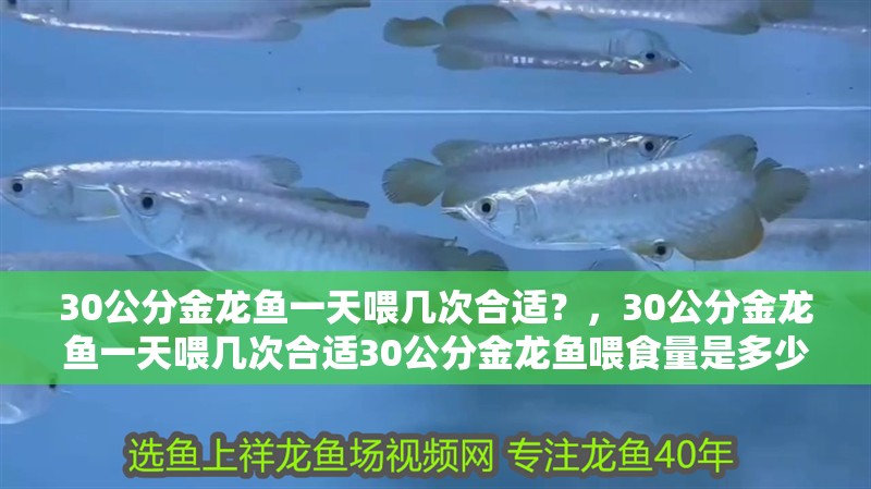 30公分金龍魚一天喂幾次合適？，30公分金龍魚一天喂幾次合適30公分金龍魚喂食量是多少 30公分金龍魚一天喂幾次合適？，30公分金龍魚一天喂幾次合適30公分金龍魚喂食量是多少 龍魚百科