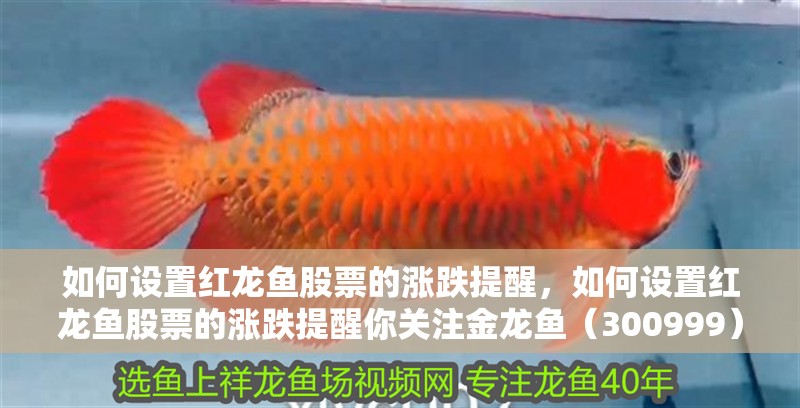 魚(yú)缸造景先放沙還是先放水(魚(yú)缸造景先鋪沙還是先放石頭) 如何設(shè)置紅龍魚(yú)股票的漲跌提醒,如何設(shè)置紅龍魚(yú)股票的漲跌提醒你關(guān)注金龍魚(yú)(300999)的漲跌提醒 龍魚(yú)百科 如何設(shè)置紅龍魚(yú)股票的漲跌提醒,如何設(shè)置紅龍魚(yú)股票的漲跌提醒你關(guān)注金龍魚(yú)(300999)的漲跌提醒 如何設(shè)置紅龍魚(yú)股票的漲跌提醒,如何設(shè)置紅龍魚(yú)股票的漲跌提醒你關(guān)注金龍魚(yú)(300999)的漲跌提醒 龍魚(yú)百科