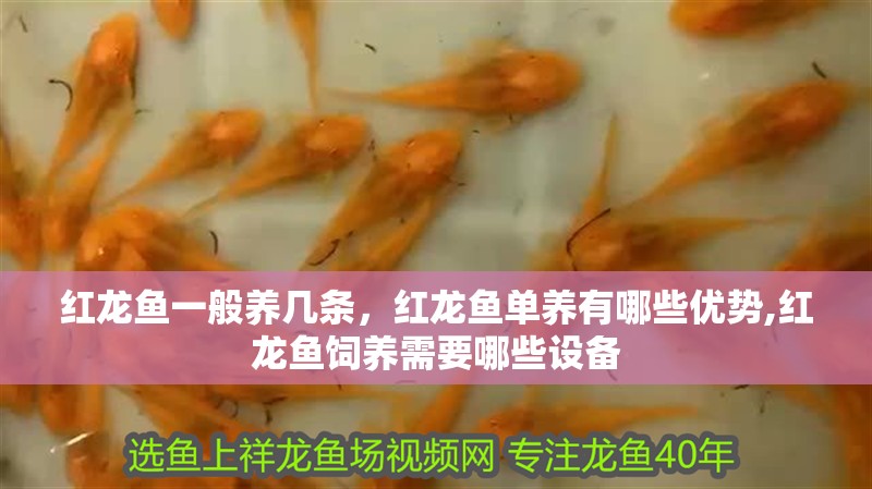 紅龍魚一般養幾條，紅龍魚單養有哪些優勢,紅龍魚飼養需要哪些設備