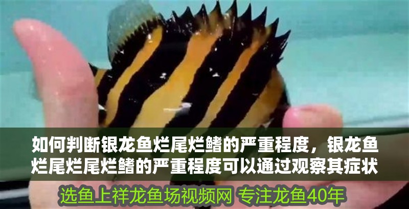 魚缸造景先放沙還是先放水(魚缸造景先鋪沙還是先放石頭) 如何判斷銀龍魚爛尾爛鰭的嚴(yán)重程度,銀龍魚爛尾爛尾爛鰭的嚴(yán)重程度可以通過觀察其癥狀和體表狀況來判斷 龍魚百科 如何判斷銀龍魚爛尾爛鰭的嚴(yán)重程度,銀龍魚爛尾爛尾爛鰭的嚴(yán)重程度可以通過觀察其癥狀和體表狀況來判斷 如何判斷銀龍魚爛尾爛鰭的嚴(yán)重程度,銀龍魚爛尾爛尾爛鰭的嚴(yán)重程度可以通過觀察其癥狀和體表狀況來判斷 龍魚百科