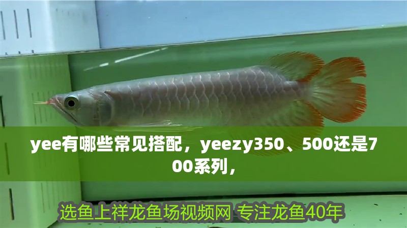 yee有哪些常見搭配，yeezy350、500還是700系列， yee有哪些常見搭配，yeezy350、500還是700系列， 龍魚百科