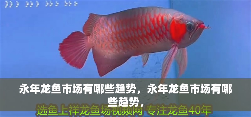 永年龍魚市場有哪些趨勢，永年龍魚市場有哪些趨勢， 永年龍魚市場有哪些趨勢，永年龍魚市場有哪些趨勢， 龍魚百科