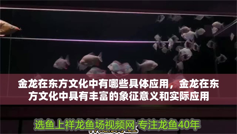 金龍在東方文化中有哪些具體應用，金龍在東方文化中具有豐富的象征意義和實際應用 金龍在東方文化中有哪些具體應用，金龍在東方文化中具有豐富的象征意義和實際應用 龍魚百科