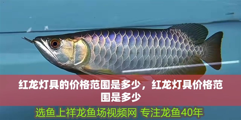 紅龍燈具的價(jià)格范圍是多少，紅龍燈具價(jià)格范圍是多少 紅龍燈具的價(jià)格范圍是多少，紅龍燈具價(jià)格范圍是多少 龍魚(yú)百科