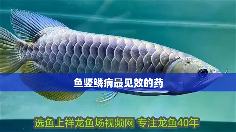龍魚怕什么 魚豎鱗病最見效的藥 龍魚百科 魚豎鱗病最見效的藥 魚豎鱗病最見效的藥 龍魚百科