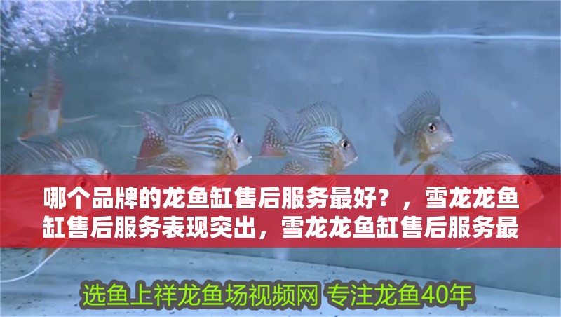 哪個品牌的龍魚缸售后服務最好？，雪龍龍魚缸售后服務表現突出，雪龍龍魚缸售后服務最好