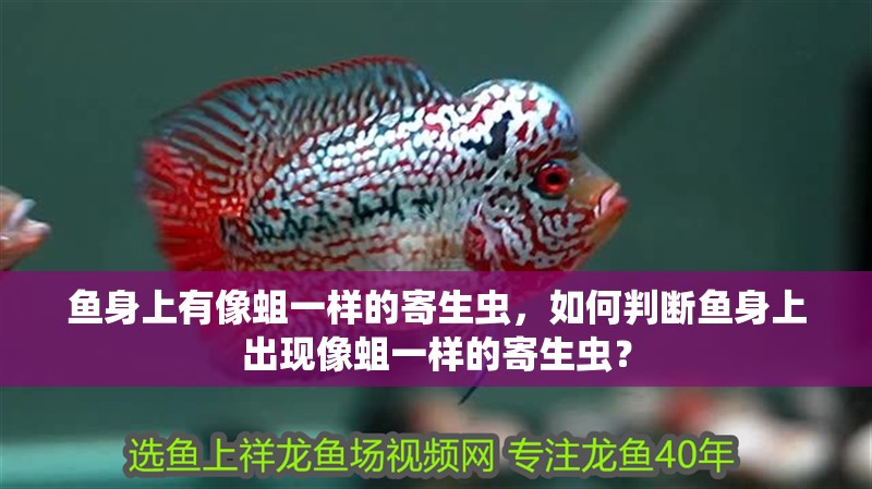 魚身上有像蛆一樣的寄生蟲，如何判斷魚身上出現像蛆一樣的寄生蟲？