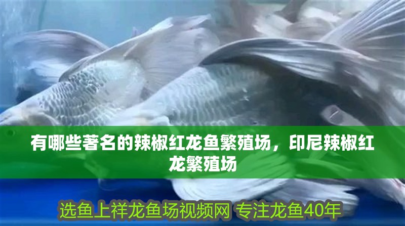 有哪些著名的辣椒紅龍魚繁殖場(chǎng)，印尼辣椒紅龍繁殖場(chǎng) 有哪些著名的辣椒紅龍魚繁殖場(chǎng)，印尼辣椒紅龍繁殖場(chǎng) 龍魚百科