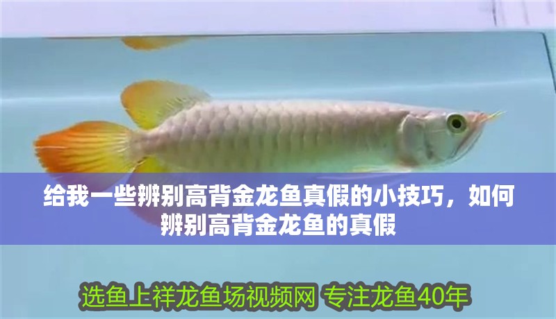 給我一些辨別高背金龍魚真假的小技巧，如何辨別高背金龍魚的真假