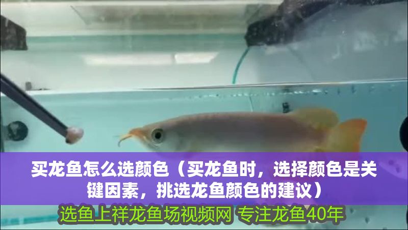 買龍魚怎么選顏色（買龍魚時，選擇顏色是關鍵因素，挑選龍魚顏色的建議）