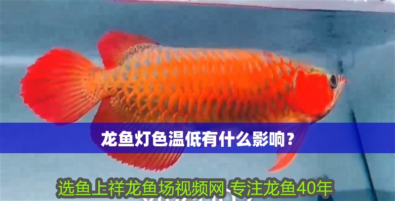 魚缸用增氧泵價(jià)格是多少:魚缸增氧機(jī)-xtrac增氧機(jī)-xtrac增氧機(jī) 龍魚燈色溫低有什么影響? 龍魚百科 龍魚燈色溫低有什么影響? 龍魚燈色溫低有什么影響? 龍魚百科