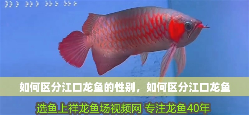 如何區分江口龍魚的性別，如何區分江口龍魚