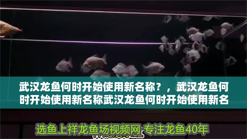 武漢龍魚(yú)何時(shí)開(kāi)始使用新名稱？，武漢龍魚(yú)何時(shí)開(kāi)始使用新名稱武漢龍魚(yú)何時(shí)開(kāi)始使用新名稱