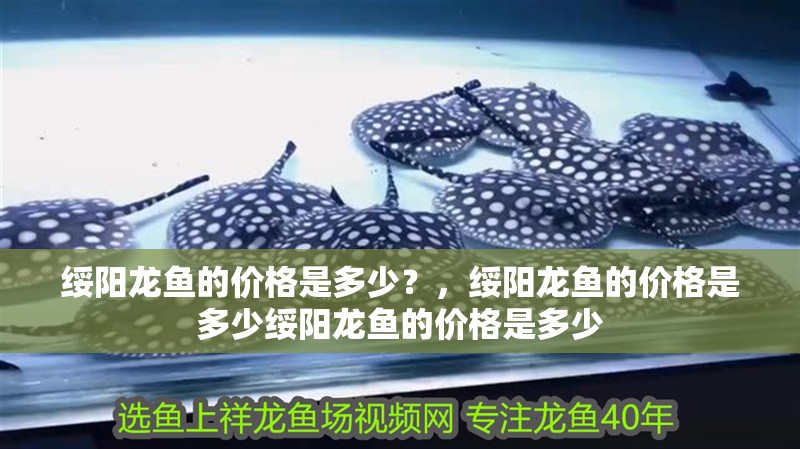 綏陽龍魚的價格是多少？，綏陽龍魚的價格是多少綏陽龍魚的價格是多少