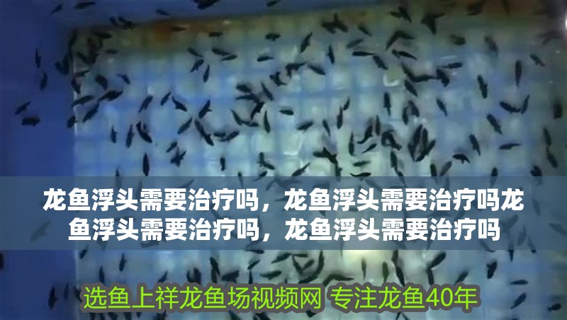 我的虎魚真菌感染了要怎么處理 龍魚浮頭需要治療嗎,龍魚浮頭需要治療嗎龍魚浮頭需要治療嗎,龍魚浮頭需要治療嗎 龍魚百科 龍魚浮頭需要治療嗎,龍魚浮頭需要治療嗎龍魚浮頭需要治療嗎,龍魚浮頭需要治療嗎 龍魚浮頭需要治療嗎,龍魚浮頭需要治療嗎龍魚浮頭需要治療嗎,龍魚浮頭需要治療嗎 龍魚百科