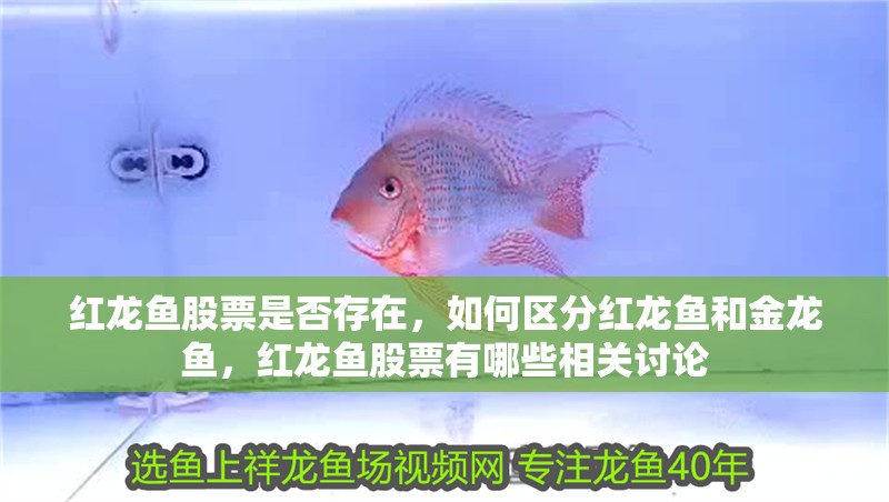 紅龍魚股票是否存在，如何區分紅龍魚和金龍魚，紅龍魚股票有哪些相關討論