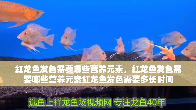 紅龍魚發(fā)色需要哪些營養(yǎng)元素，紅龍魚發(fā)色需要哪些營養(yǎng)元素紅龍魚發(fā)色需要多長時間 紅龍魚發(fā)色需要哪些營養(yǎng)元素，紅龍魚發(fā)色需要哪些營養(yǎng)元素紅龍魚發(fā)色需要多長時間 龍魚百科